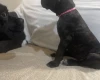 Cane Corso