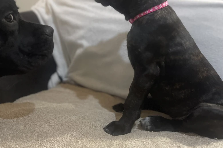 Cane Corso