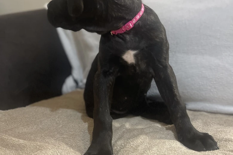 Cane Corso