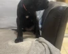 Cane Corso