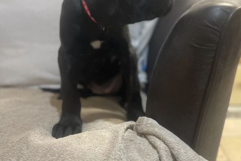 Cane Corso