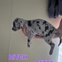Cane Corso