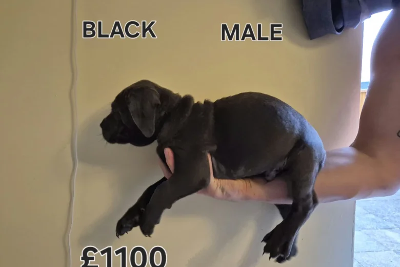 Cane Corso