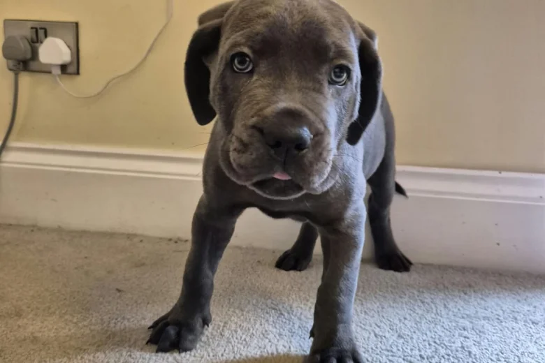 Cane Corso