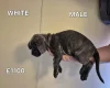 Cane Corso