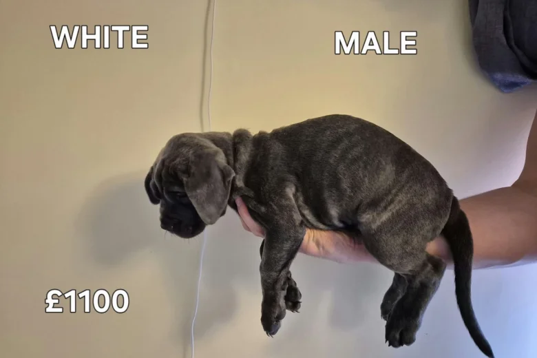 Cane Corso