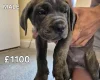 Cane Corso