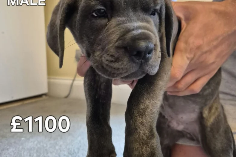 Cane Corso