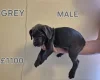 Cane Corso
