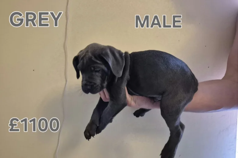 Cane Corso