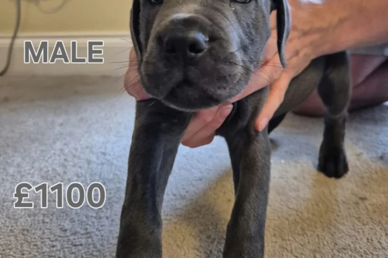 Cane Corso
