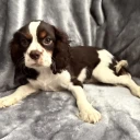 Cavalier King Charles Spaniel