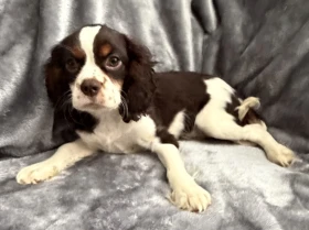 Cavalier King Charles Spaniel