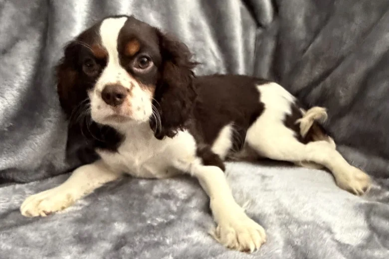 Cavalier King Charles Spaniel