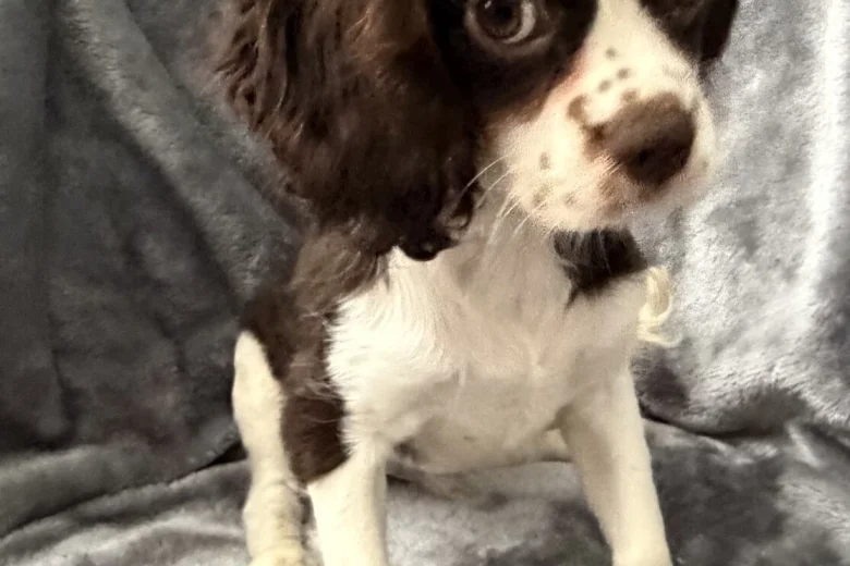 Cavalier King Charles Spaniel