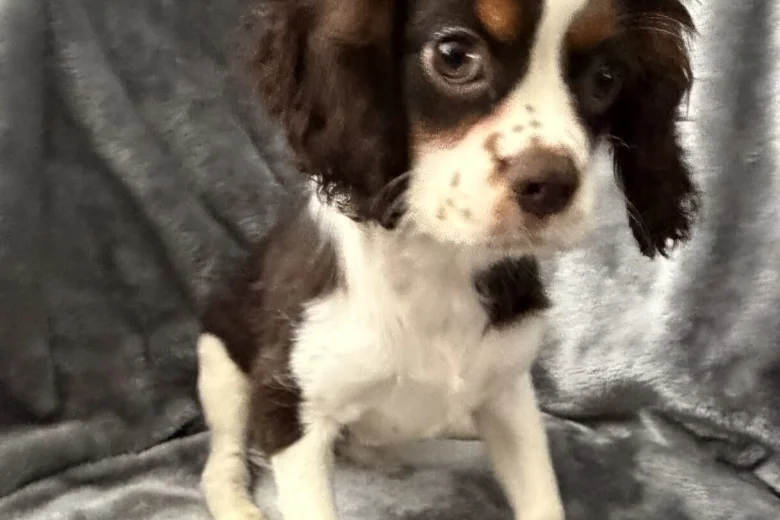 Cavalier King Charles Spaniel