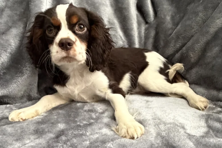 Cavalier King Charles Spaniel