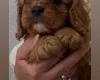 Cavalier King Charles Spaniel