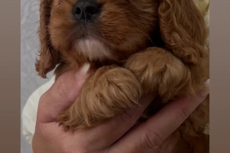 Cavalier King Charles Spaniel