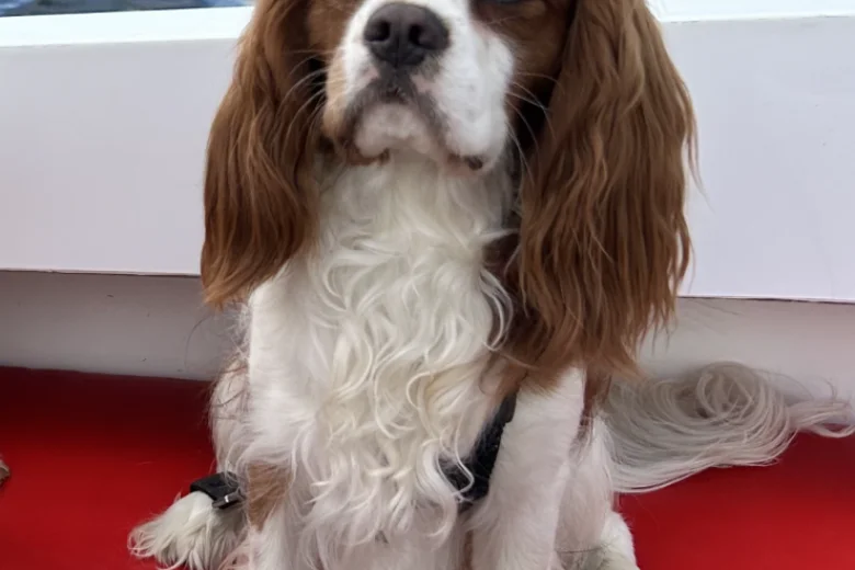 Cavalier King Charles Spaniel