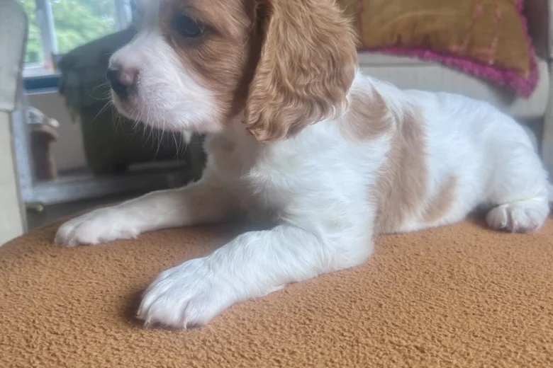 Cavalier King Charles Spaniel