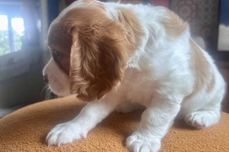 Cavalier King Charles Spaniel