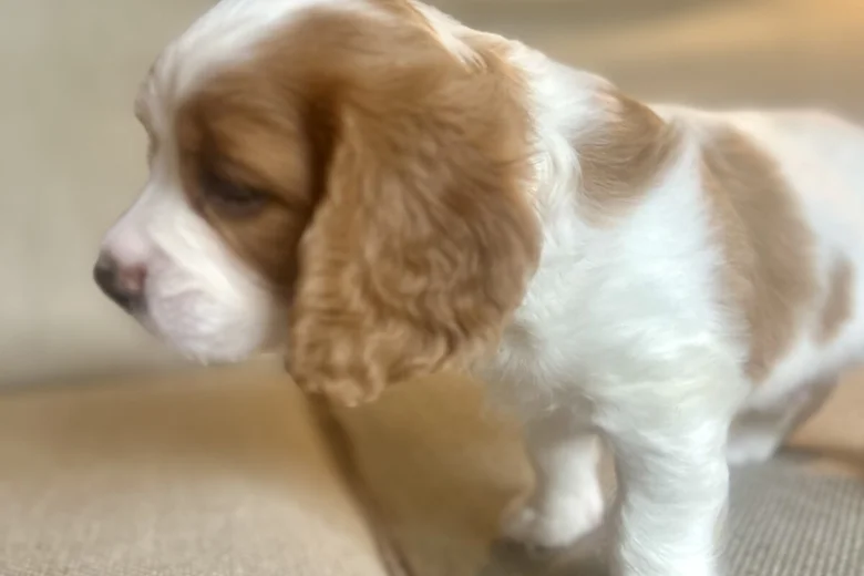 Cavalier King Charles Spaniel