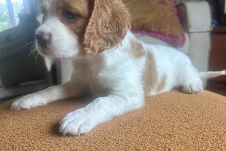 Cavalier King Charles Spaniel