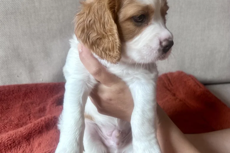 Cavalier King Charles Spaniel