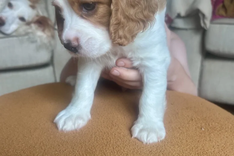 Cavalier King Charles Spaniel