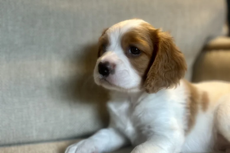 Cavalier King Charles Spaniel