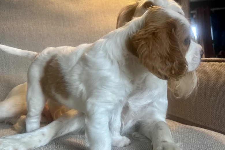 Cavalier King Charles Spaniel