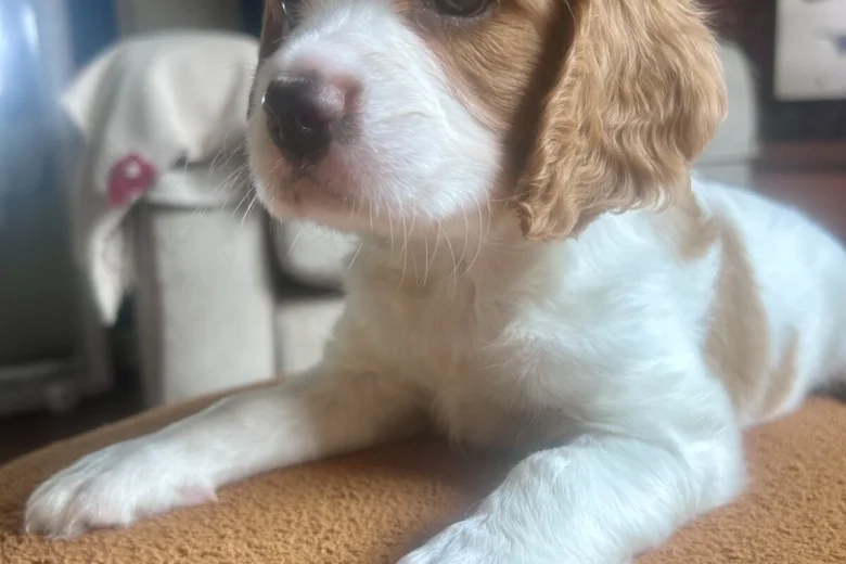 Cavalier King Charles Spaniel