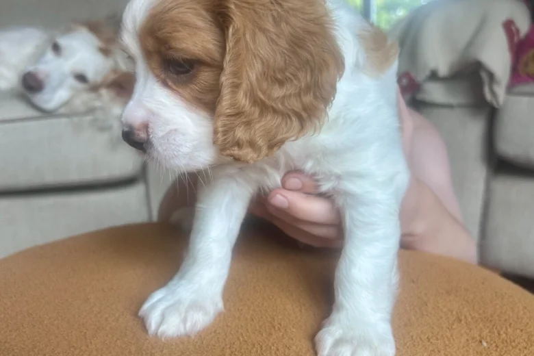 Cavalier King Charles Spaniel