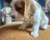 Cavalier King Charles Spaniel