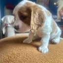 Cavalier King Charles Spaniel