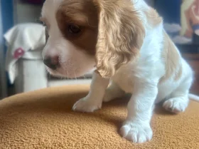 Cavalier King Charles Spaniel
