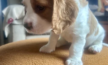 Cavalier King Charles Spaniel