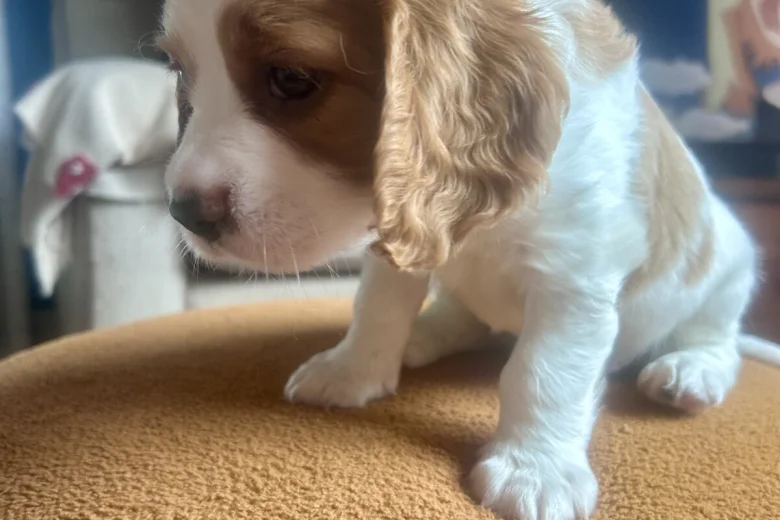 Cavalier King Charles Spaniel