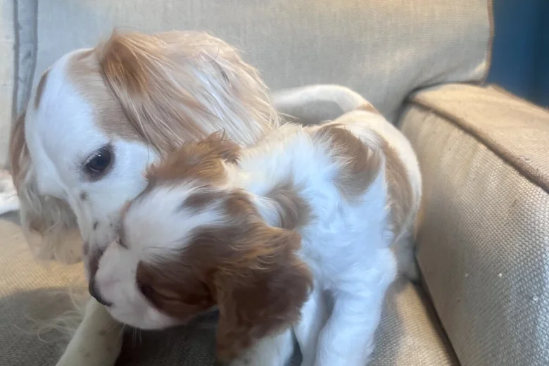 Cavalier King Charles Spaniel