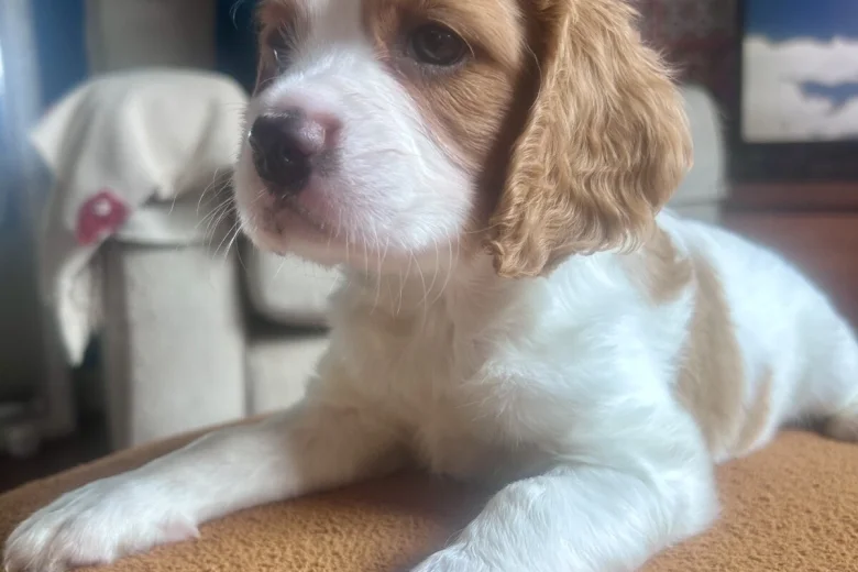 Cavalier King Charles Spaniel