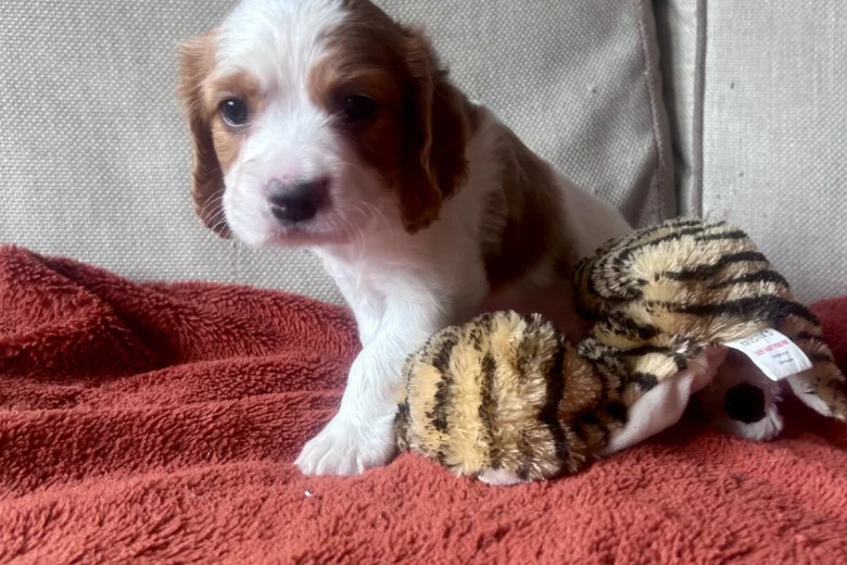 Cavalier King Charles Spaniel