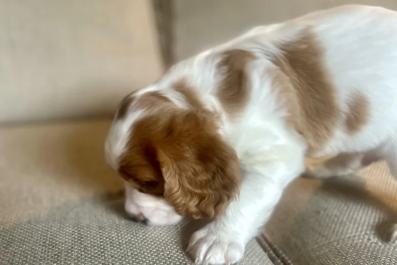 Cavalier King Charles Spaniel