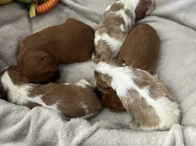 Cavalier King Charles Spaniel