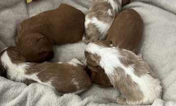 Cavalier King Charles Spaniel