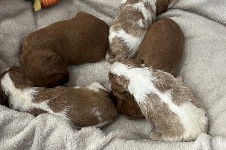 Cavalier King Charles Spaniel