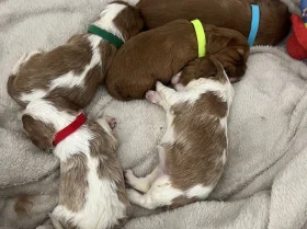 Cavalier King Charles Spaniel