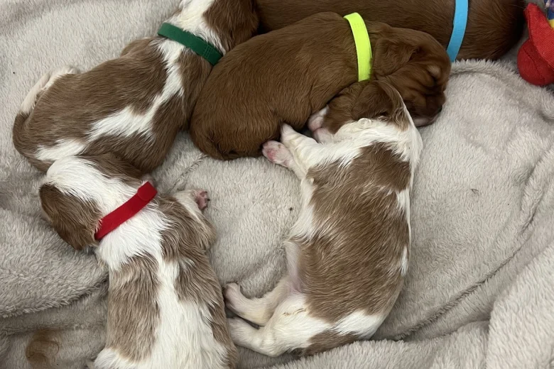 Cavalier King Charles Spaniel
