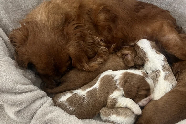 Cavalier King Charles Spaniel