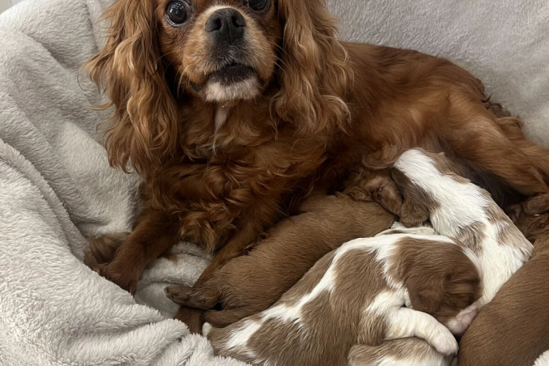 Cavalier King Charles Spaniel